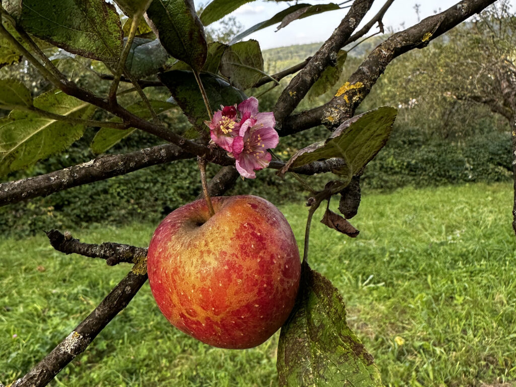 Apfel mit Blüte auf der Streuobstwiese